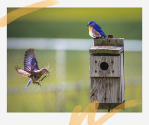 Scene from backyard bird watching: bluebirds at a nesting box